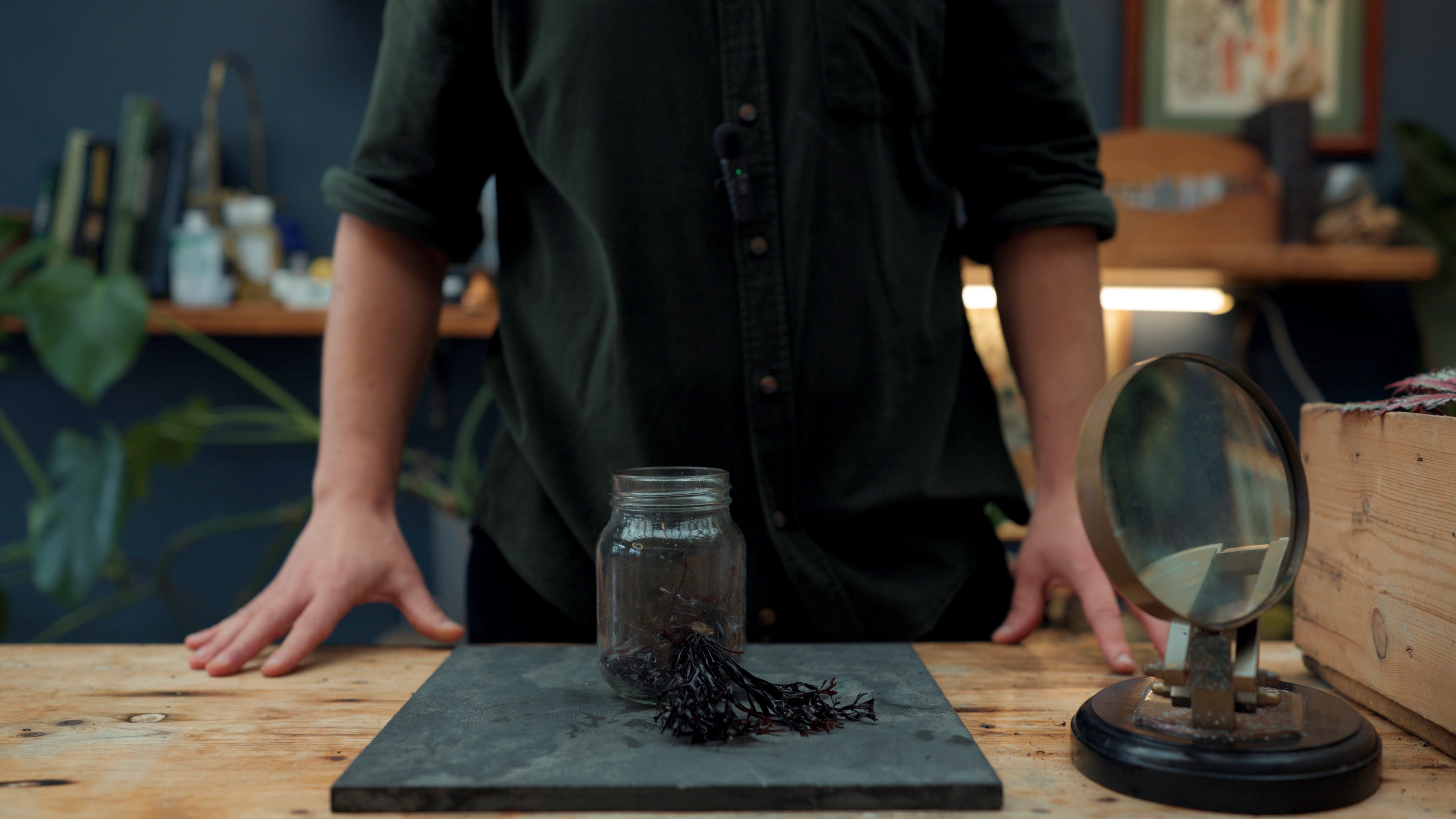 Image of Seaweed |Botanical Review