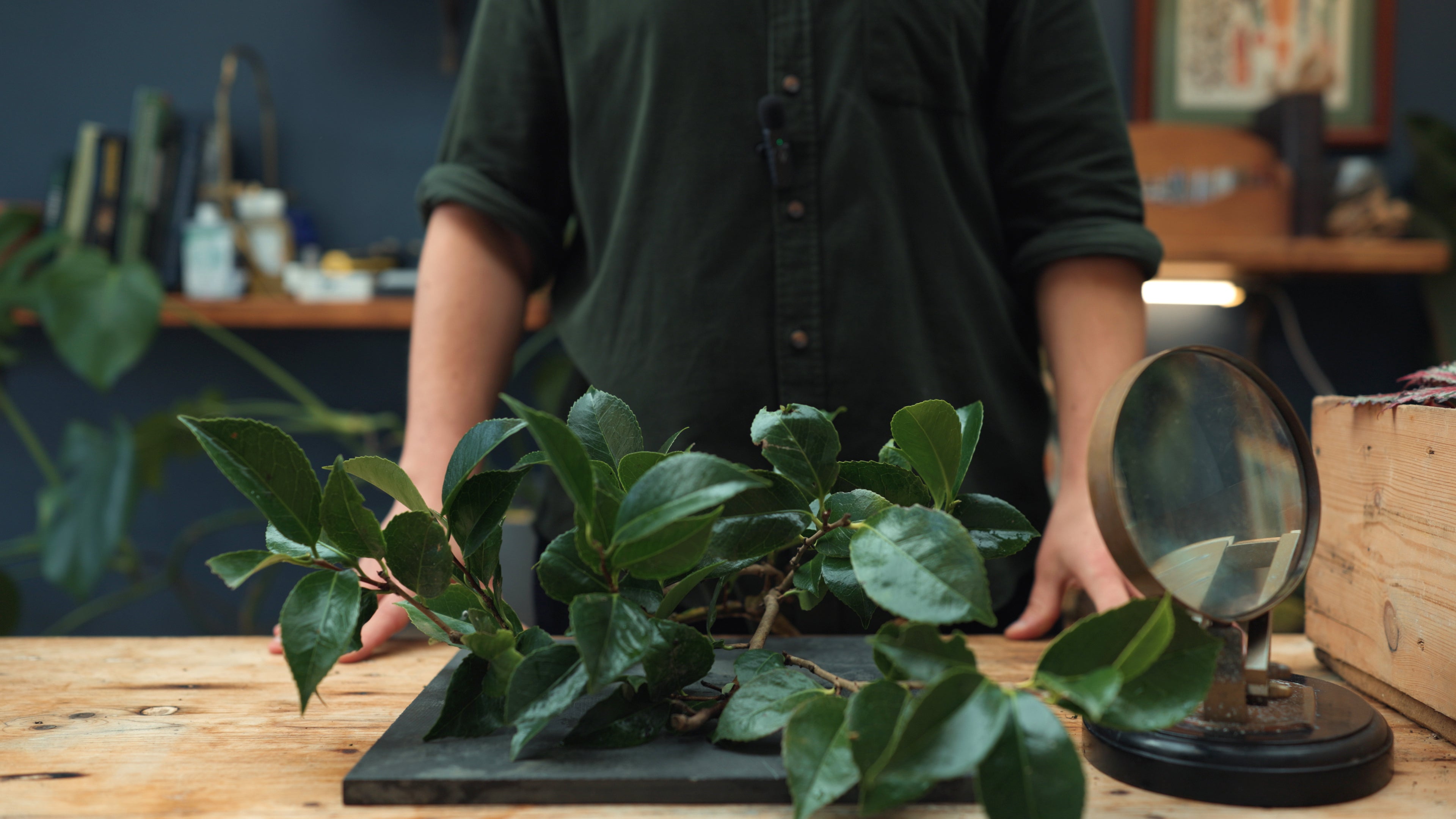 Image of Green Tea Bush | Exploring the Chemicals