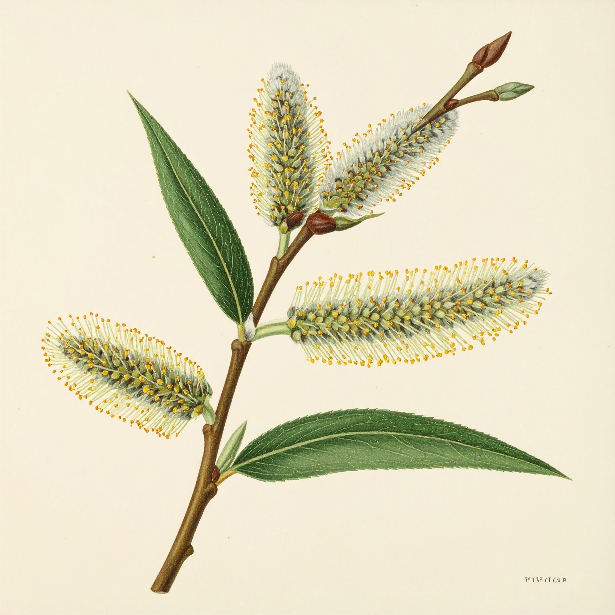 morandmeadow