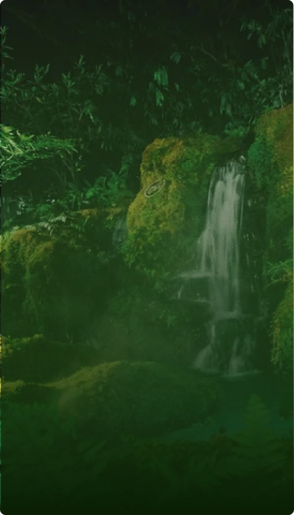 Rainforest